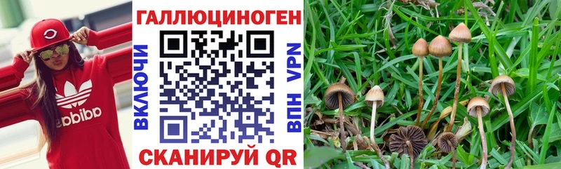 Псилоцибиновые грибы прущие грибы  дарнет шоп  Богданович 